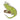 MyFamily Wild Iguana Pet ID Tag, Medium